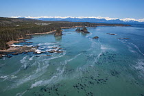 Aerial view of coastline near Sitka, sea covered in Pacific herring (Clupea pallasii) spawn, South East Alaska, March 2007