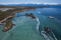 Aerial view of coastline near Sitka, sea covered in Pacific herring (Clupea pallasii) spawn, South East Alaska, March 2007