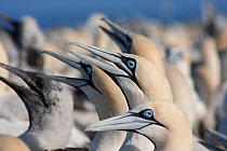 Cape gannets (Morus capensis) panting in the heat, Bird Island, off the coast of the Eastern Cape, South Africa, January