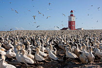 Cape gannets (Morus capensis) part of the largest colony in the world, Bird Island, off the coast of the Eastern Cape, South Africa, January