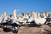 Cape gannets (Morus capensis) part of the largest colony in the world, Bird Island, off the coast of the Eastern Cape, South Africa, January
