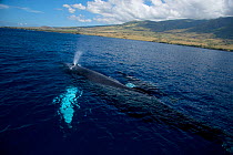 Humpback whale (Megaptera novaeangliae) mother and calf surfacing, Hawaii, Pacific Ocean, taken under NMFS scientific research permit #393-1772
