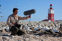 BBC Producer, Hugh Pearson, recording the sound of Cape gannets (Morus capensis) Bird Island, off the coast of the Eastern Cape, South Africa, January 2008