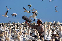 BBC Producer, Hugh Pearson, recording sound of Cape gannets (Morus capensis) Bird Island, off the coast of the Eastern Cape, South Africa, January