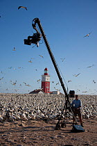 BBC camera crew filming Cape gannet (Morus capensis) colony using a Jimmy Jib, Bird Island, off the coast of the Eastern Cape, South Africa, January 2008