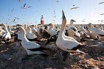 Cape gannet (Morus capensis) sky pointing in colony, Bird Island, off the coast of the Eastern Cape, South Africa, January