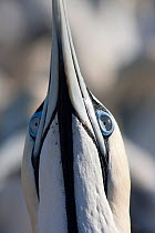 Cape gannet (Morus capensis) sky pointing, close-up of neck and underside of beak, Bird Island, off the coast of the Eastern Cape, South Africa, January