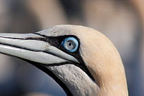 Cape gannet (Morus capensis) head profile, Bird Island, off the coast of the Eastern Cape, South Africa, January