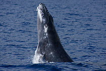Humpback whale calf (Megaptera novaeangliae) spy hopping, Hawaii, Pacific Ocean, taken under NMFS scientific research permit #393-1772