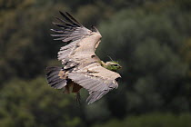 Griffon vulture (Gyps fulvus) in flight carrying grass to nest, Monfrage National Park, Spain