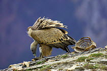 Griffon vulture (Gyps fulvus) feeding on the remains of a carcass, Ordesa National Park, Spain