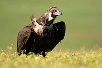 European black vulture (Aegypius monachus) wind blowing feathers, Spain