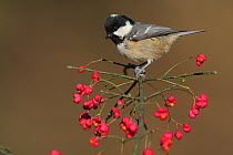 Coal tit (Periparus ater) perched in Spindle tree, Spain