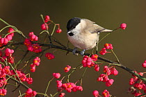 Marsh tit (Poecile palustris) perched in Spindle (Euonymus sp) tree, Spain
