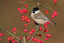 Marsh tit (Poecile palustris) perched in Spindle (Euonymus sp)  tree, Spain