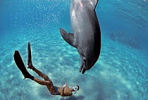 Snorkeler interacting with wild Bottlenose Dolphin (Tursiops truncatus), Nuweiba, Egypt - Red Sea. Model released Model released.