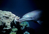Bottlenose Dolphin (Tursiops truncatus) playing with Reef Octopus (Cyanea sp), Nuweiba, Red Sea, Egypt.