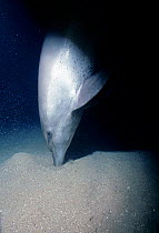 Bottlenose Dolphin (Tursiops truncatus) feeding in sandy bottom of seabed, Red Sea, Egypt