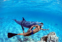 Snorkeler swimming with wild Bottlenose Dolphin (Tursiops truncatus), Nuweiba, Egypt - Red Sea. Model released Model released.