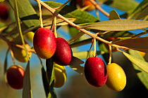 Olive tree (Olea europaea) fruits, Spain.