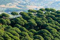 Italian stone pine wood (Pinus pinea), Sierra Litoral Natural Park, Barcelona, Catalonia, Spain.
