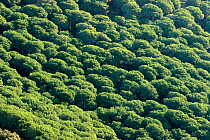 Italian stone pine wood (Pinus pinea) Sierra Litoral Natural Park, Barcelona, Catalonia, Spain.