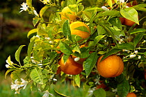Orange tree (Citrus aurantium sinensis) fruit and flowers, Spain.