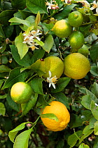 Lemon tree (Citrus lemon) with ripening fruit and flowers, Spain.
