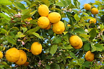 Lemon tree (Citrus lemon) with ripe , Spain.