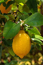 Ripe Lemon (Citrus lemon) on tree, Spain.