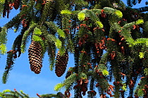 Norway spruce tree (Picea abies) cones, Spain.