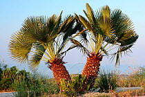 Dwarf fan palm (Chamaerops humilis), Garraf Natural Park, Barcelona, Catalonia, Spain.