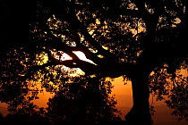 Holm oak tree (Quercus ilex) silhouetted at sunset, St. Lloren del Munt Natural Park, Barcelona,  Catalonia, Spain.