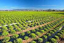 Field of lettuces (Lactuca sativa) near Tordera river, Barcelona, Catalonia, Spain. March 2008.