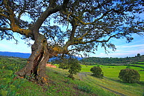 Holm oak (Quercus ilex) in Prades Mountains Natural Park, Tarragona, Catalonia, Spain. May 2008.