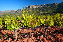 Vineyard in Monsant Natural Park, Tarragona, Catalonia, Spain. May 2008.