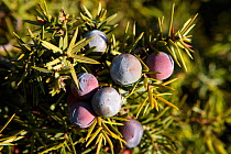 Prickly juniper (Juniperus oxycedrus) fruits, Spain.
