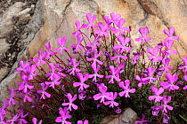 Violet (Viola cazorlensis), endemic species. Sierra de Cazorla Natural Park, Jaen, Andalusia, Spain.