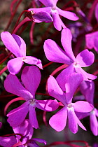 Violet (Viola cazorlensis), endemic species. Sierra de Cazorla Natural Park, Jaen, Andalusia, Spain.