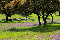 Holm oak (Quercus ilex) wood, Sierra de Andujar Natural Park, Jaen, Spain. April 2009.