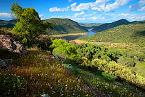 Sierra de Andujar Natural Park, Jaen, Spain. April 2009.