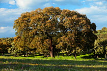 Cork oak (Quercus suber), Sierra de Andujar Natural Park, Jaen, Spain. April 2009.