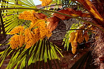 Date palm (Phoenix dactylifera) flowering, Spain.
