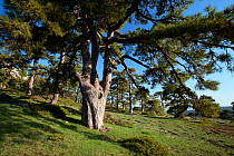Pine tree (Pinus nigra), Cabaas peak, Sierra de Cazorla Natural Park, Jaen, Andalusia, Spain. May 2009.