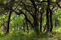 Oak wood (Quercus faginea), Sierra de Cazorla Natural Park, Jaen, Andalusia, Spain.