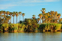 Ebro river, Delta del Ebro Natural Park, Tarragona, Catalonia, Spain. May 2009.