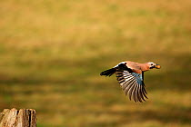 Jay (Garrulus glandarius) in flight carrying acorn, Warwickshire, UK