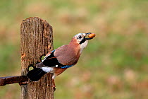 Jay (Garrulus glandarius) on post with acorn in its beak, Warwickshire, UK