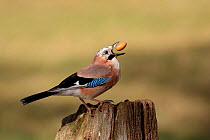 Jay (Garrulus glandarius) throwing acorn in air, Warwickshire, UK