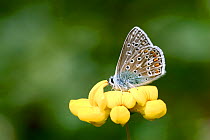 Common Blue Butterfly (Polyommatus icarus) resting on larval foodplant, Bird's-foot-trefoil (Lotus cornicultus) London. UK.